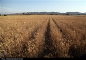 توصیه‌های وزارت جهاد کشاورزی برای برداشت گندم اعلام شد