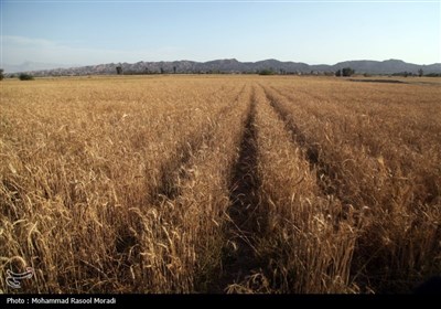 برداشت گندم - هرمزگان