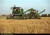 815 هزار تن گندم از مزارع فارس برداشت شد