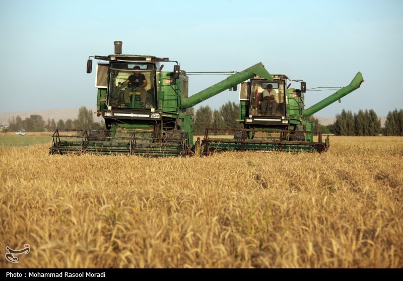 815 هزار تن گندم از مزارع فارس برداشت شد