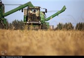 انتقال 2000 تن گندم به کارخانجات آردسازی فارس
