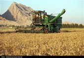 20 هزار تن گندم استان فارس از آسیب باران و سیل در امان ماند