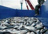 ماهی‌هایی که ایرانی‌ها نمی‌خورند اما ارزآوری می‌کنند/ صادرات 114 میلیون دلاری آبزیان
