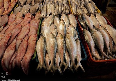 تولید سالانه 400 تن ماهی در سیازاخ دیواندره