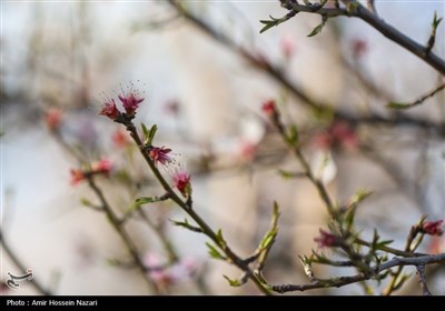 Весенняя природа Ирана - Казвин