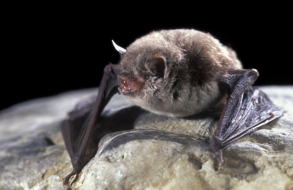 انقراض &quot;خفاش‌ها&quot; و افزایش سرسام‌آور &quot;پشه‌ها&quot;!
