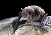 انقراض &quot;خفاش‌ها&quot; و افزایش سرسام‌آور &quot;پشه‌ها&quot;!