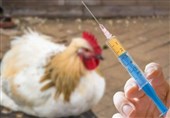تولید واکسن آنفولانزای فوق‌حاد پرندگان با فناوری نوترکیب