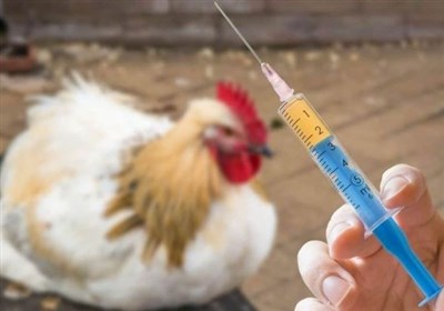 تولید واکسن آنفولانزای فوق‌حاد پرندگان با فناوری نوترکیب