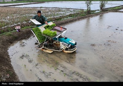 اولین نشاء مکانیزه برنج شمال در گیلان