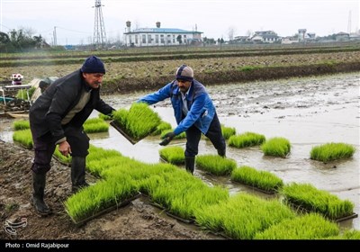 اولین نشاء مکانیزه برنج شمال در گیلان