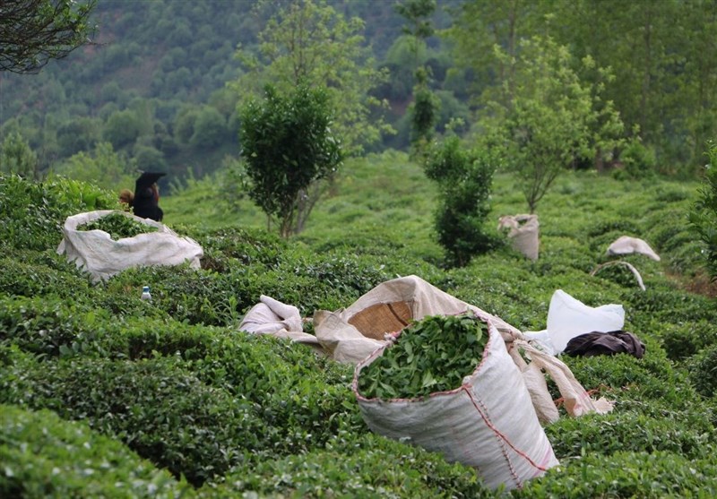 برداشت 52 هزار تن چای از باغات چای شمال در چین اول