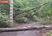 ‌فاجعه در جنگل بهشهر/ قطع 70 درخت 60 ساله توسکا + فیلم