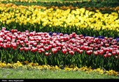 جشنواره گل های لاله- مشهد