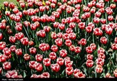 جشنواره گل های لاله- مشهد