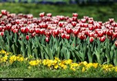 جشنواره گل های لاله- مشهد