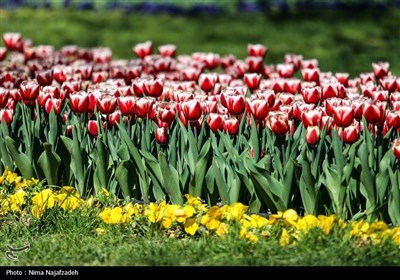 جشنواره گل های لاله- مشهد
