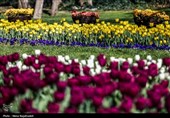 جشنواره گل های لاله- مشهد