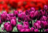 جشنواره گل های لاله- مشهد