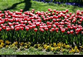 جشنواره گل های لاله- مشهد