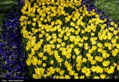 جشنواره گل های لاله- مشهد