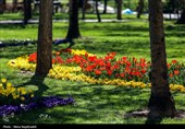 جشنواره گل های لاله- مشهد