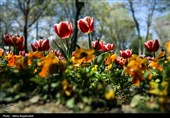 جشنواره گل های لاله- مشهد