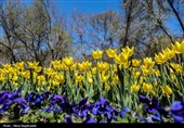 جشنواره گل های لاله- مشهد