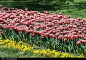 جشنواره گل های لاله- مشهد