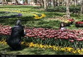 جشنواره گل های لاله- مشهد