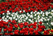 جشنواره گل های لاله- مشهد