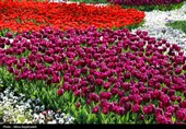 جشنواره گل های لاله- مشهد