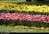 جشنواره گل های لاله- مشهد