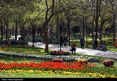 جشنواره گل های لاله- مشهد