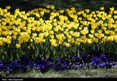 جشنواره گل های لاله- مشهد