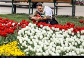 جشنواره گل های لاله- مشهد