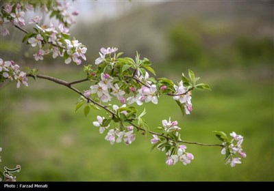 بهار در کوچه باغات سراب قنبر- کرمانشاه