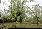 سال گذشته 5 میلیون درخت در اصفهان کاشته شد