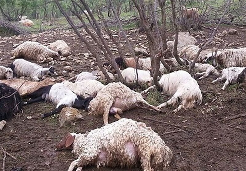 صاعقه 30 گوسفند را در لرستان تلف کرد