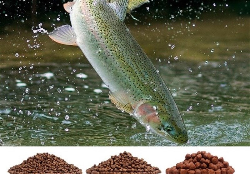 تولید خوراک ماهی قزل‌آلای رنگین کمان توسط دانش‌بنیان‌ها