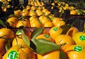 Iran’s Mazandaran Exports over $28 Million of Citrus Fruits to 16 Countries