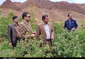 وجود 33 هکتار سطح زیر کشت گل محمدی در شهرستان راور