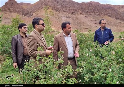 وجود 33 هکتار سطح زیر کشت گل محمدی در شهرستان راور