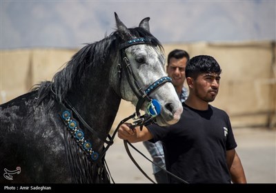 اولین همایش ملی اسب اصیل دره شوری -زرقان فارس