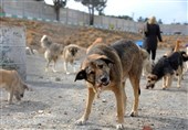 جمع‌آوری 150 سگ بدون صاحب از سطح نصیرشهر