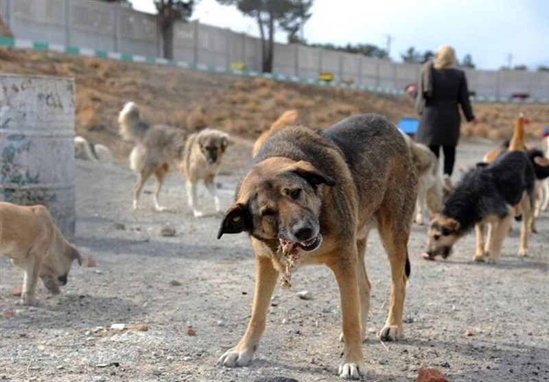 پرسه 400 هزار سگ ولگرد در استان تهران