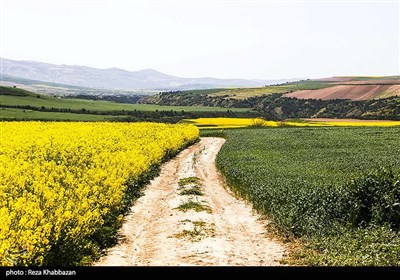 مزارع کلزا در خراسان شمالی