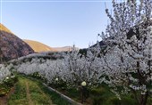 ناصرآبادِ کجور با شکوفه‌های گیلاس تماشایی‌تر شد
