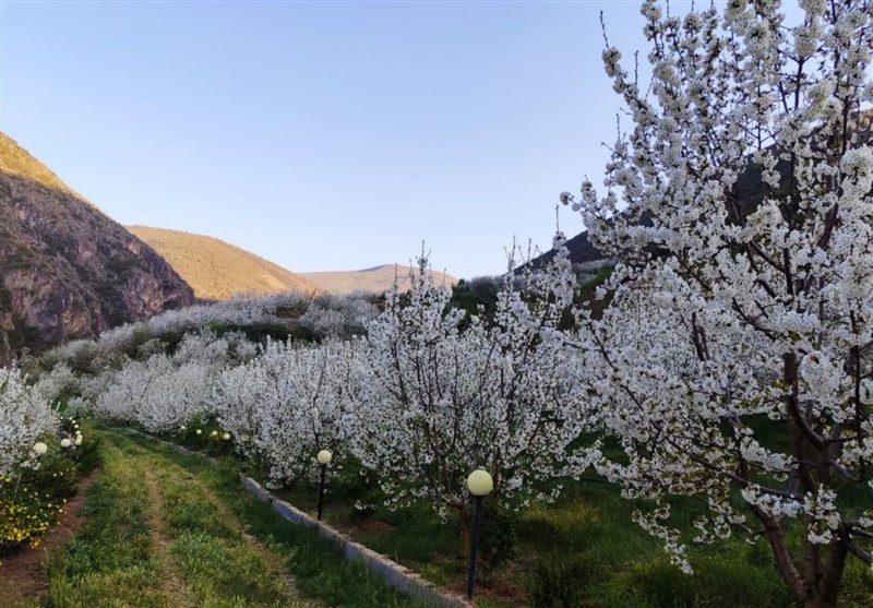 ناصرآبادِ کجور با شکوفه‌های گیلاس تماشایی‌تر شد