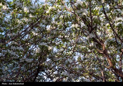 شکوفه های بهاری در شهرستان سلسله - لرستان